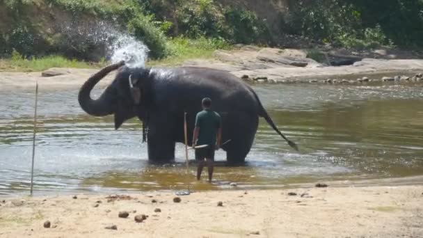 Een grote Afrikaanse olifant baadt in rivier- of meerwater. Close-up — Stockvideo