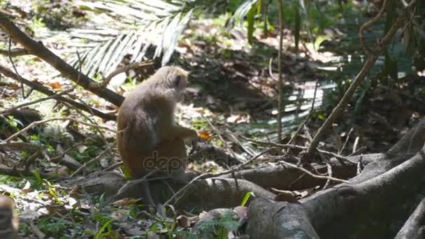 Macaco comendo frutas frescas no parque tropical. Vertet no Sri Lanka. Fechar — Vídeo de Stock