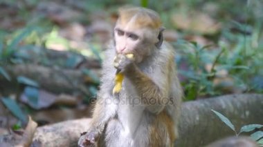 Maymun tropikal parkta taze meyve yeme. Sri Lanka Vertet. Yakın çekim