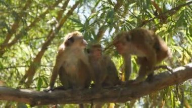 Aile Sri Lanka Ulusal parkta palmiye dalı oturan maymun. Yakın çekim