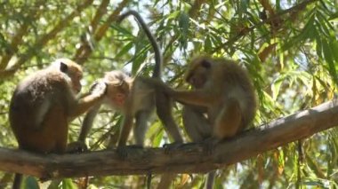 Aile Sri Lanka Ulusal parkta palmiye dalı oturan maymun. Yakın çekim