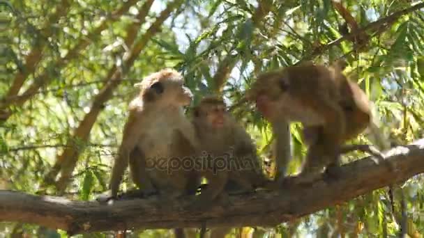 Family of monkeys sitting on branch of palm in national park in Sri Lanka. Close up — Stock Video