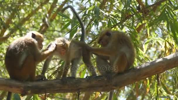 Family of monkeys sitting on branch of palm in national park in Sri Lanka. Close up — Stock Video