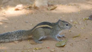 Sincap tohumları yemek Park. Yakın çekim