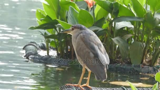 Schöner Vogel sitzt am Ufer des Sees. Nahaufnahme — Stockvideo