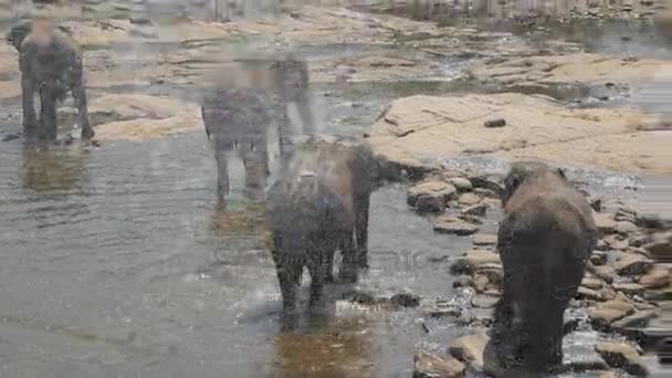 Branco di elefanti bagnarsi nel fiume o lago. Da vicino. — Video Stock