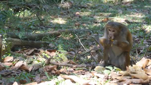 Singe mangeant des fruits frais dans le parc tropical. Vertet au Sri Lanka. Gros plan — Video