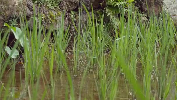 Pirinç terasları Dağı'nda. Yeşil ve sulu paddy alan pirinç satırlarla filizlenir. Bitki sel su. Yakın çekim — Stok video