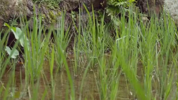 Terrasses de riz sur montagne. Rizières vertes et irriguées avec rangées de germes de riz. De l'eau inonde la plante. Gros plan 