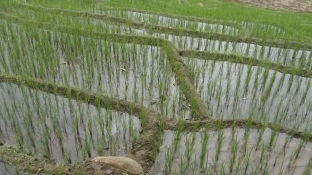 Tarasy ryżowe na górze. Zielony i nawadniane pola ryżowego z wierszy ryżu kapusty. Woda zalewa roślin. Z bliska — Wideo stockowe