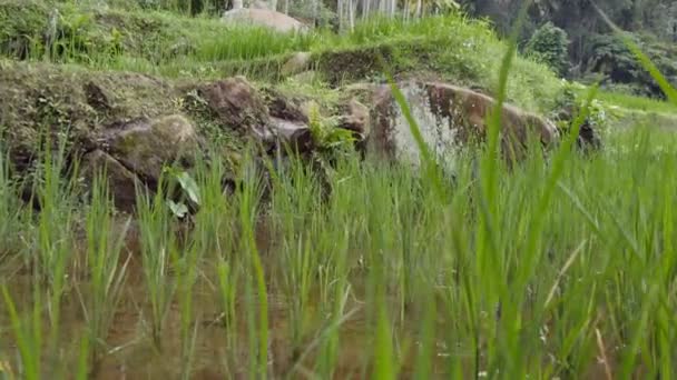 Terrazze di riso in montagna. Risaia verde e irrigata con filari di germogli di riso. Acqua che inonda la pianta. Da vicino. — Video Stock