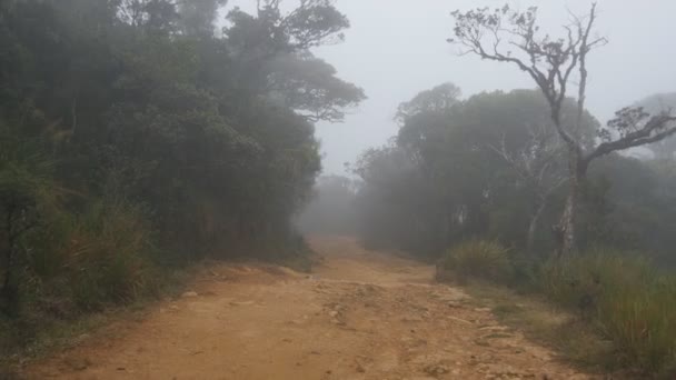 沿着山间小道之间的热带森林。角度来看步行穿过雨林路径。第一人称视角的经历在有雾的天气潮湿的丛林路。Pov — 图库视频影像