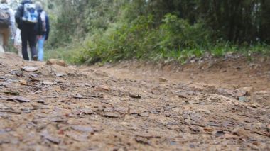 Grup çok ırklı yürüyüşçü orman yolu yürüyüş. Dağ, ormanın içinden patika üzerinde hiking sırt çantaları ile turistler. Düşük görüş açısı yakın çekim