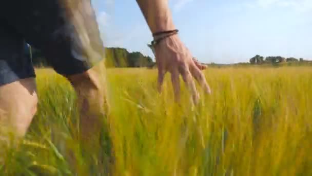 Mano masculina moviéndose sobre el trigo creciendo en el campo. Pradera de grano verde y brazo de hombre tocando semilla en verano. Un tipo caminando por el campo de cereales. De cerca. — Vídeos de Stock