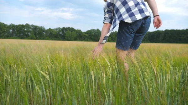 Mano masculina moviéndose sobre el trigo creciendo en el campo. Pradera de grano verde y brazo de hombre tocando semilla en verano. Un tipo caminando por el campo de cereales. Cámara lenta Primer plano —  Fotos de Stock