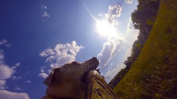 Perro raza labrador o golden retriever corriendo con palo en boca al aire libre en el campo. Propietario y su animal doméstico jugando fuera de la naturaleza en verano. Cielo nublado con sol al fondo. De cerca. — Vídeos de Stock