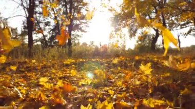 Sarı akçaağaç sonbahar park ve parlayan güneş düşen yaprakları. Güzel manzara arka plan. Renkli sonbahar sezonu. Ağır çekim yakın çekim