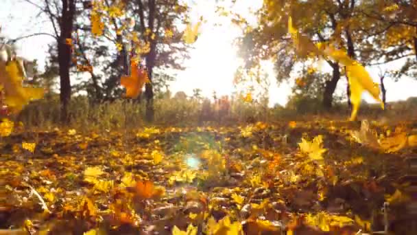 Yellow maple leaves falling in autumn park and sun shining through it. Beautiful landscape background. Colorful fall season. Slow motion Close up