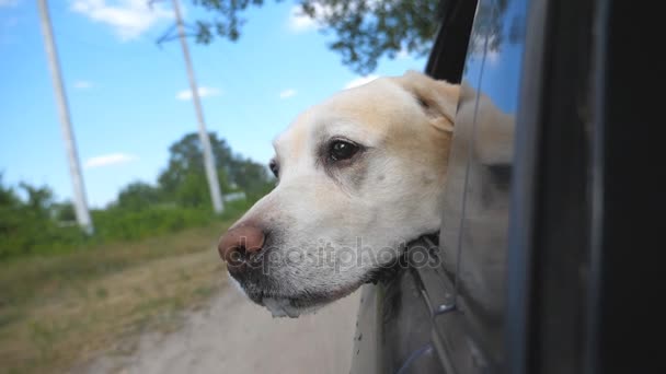 Dog breed labrador or golden retriever looking into a car window. Domestic animal stuck out head from moving auto to enjoying the wind and watching the world. Close up — Stock Video