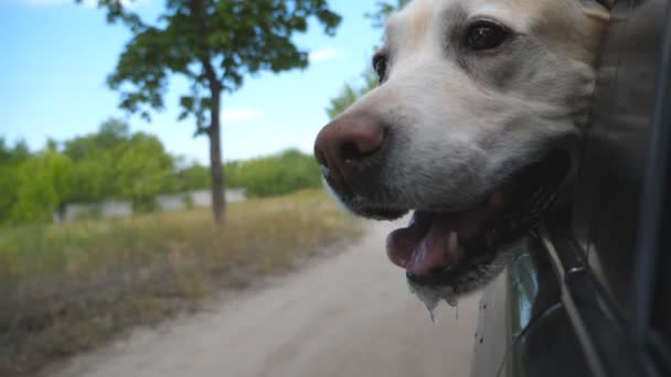 Dog breed labrador or golden retriever looking into a car window. Domestic animal stuck out head from moving auto to enjoying the wind and watching the world. Close up — Stock Video