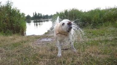 Islak köpek tüyleri doğa göl yakınındaki su kapalı sallayarak. Altın geri almak ya da labrador yüzer havuzun içinde sonra. Ağır çekim yakın çekim