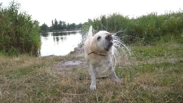 Влажная собака стряхивает воду с меха у озера на природе. Золотистый ретривер или лабрадор после купания в пруду. Медленное движение — стоковое видео