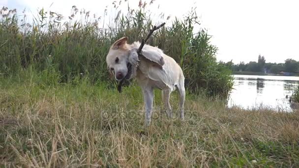 Υγρή Λαμπραντόρ ή χρυσόs retriever δάγκωμα εξωτερική ξύλινο ραβδί. Σκύλος παίζει σε φύση κοντά σε ποταμό ή τη λίμνη. Αργή κίνηση, κοντινό πλάνο — Αρχείο Βίντεο