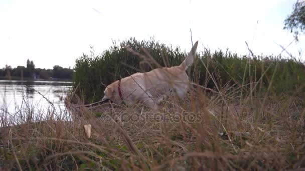 Hunden spelar utomhus på natur på sommaren. Labrador eller golden retriever gnagande träpinne och sedan köra till vatten. Slow motion låg bildvinkel — Stockvideo