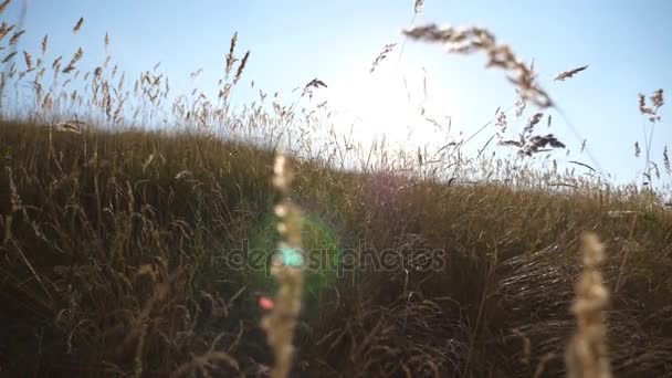 Теплый летний солнечный свет светит через дикую траву. Закрыть травянистые полевые цветы на закате солнца. Красочный природный фон. Яркое солнце освещает сухую траву. Медленное движение — стоковое видео