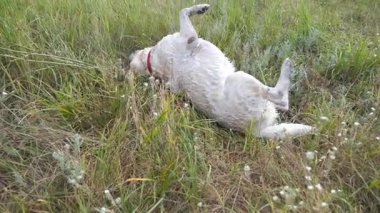 Labrador veya çim sırtını haddeleme altın geri almak. Açık havada doğa oynayan köpek. Ağır çekim yakın çekim