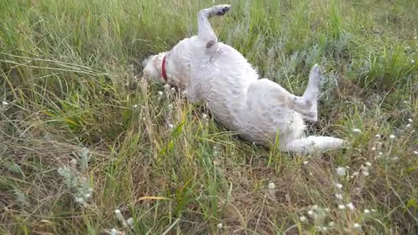 Labrador ou golden retriever tournant le dos à la pelouse. Chien jouant à l'extérieur à la nature. Ralenti Fermer 