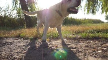 Islak köpek tüyleri doğa göl yakınındaki su kapalı sallayarak. Arka plan, güneş. Altın geri almak ya da labrador yüzer havuzun içinde sonra. Ağır çekim yakın çekim