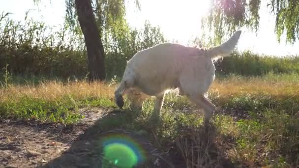 何か草の中をスニッフィングのラブラドール。犬の香り。ゴールデン ・ リトリーバー野外を歩いていると、彼の木の棒を探しています。スローモーションを閉じる — ストック動画