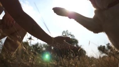 Yeşil çimenlerin üzerinde oturan ve pençe onun sahibine vererek Labrador ya da altın geri almak. Köpek eğitim açık havada. Arka plan, güneş ışınları. Ağır çekim. Yakın çekim