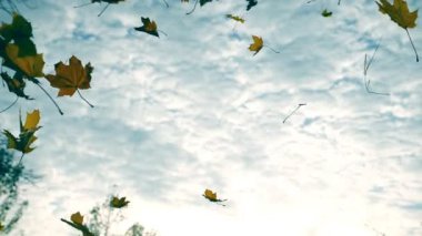 Sarı akçaağaç arka plan, bulutlu gökyüzü ile sonbahar Park düşen yaprakları. Güzel manzara. Renkli sonbahar sezonu. Ağır çekim yakın çekim