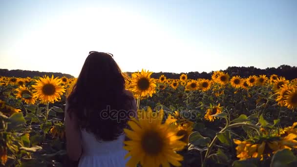 Giovane ragazza che cammina lungo il campo di girasoli sotto il cielo blu al tramonto. Sole splende sullo sfondo. Segui la donna che va al prato. Retrovisore Rallentatore — Video Stock