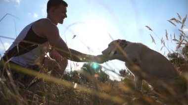Yeşil çimenlerin üzerinde oturan ve pençe onun sahibine vererek Labrador ya da altın geri almak. Köpek eğitim açık havada. Arka plan, güneş ışınları. Ağır çekim. Yakın çekim