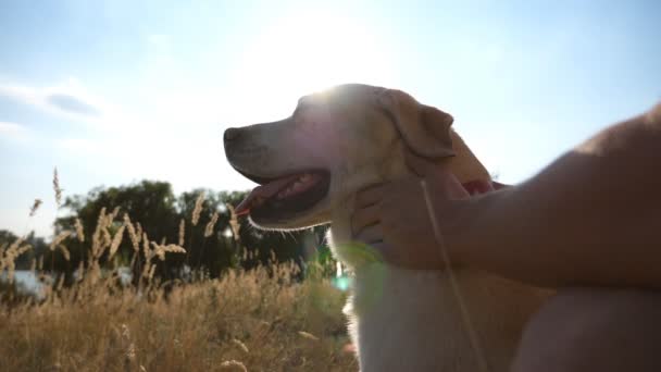 Αρσενικό χαϊδεύοντας τα χέρια του σκύλου στη φύση. Λαμπραντόρ ή χρυσό retriever κάθεται σε πράσινη χλόη με τον ιδιοκτήτη του. Ακτίνες του ήλιου στο παρασκήνιο. Εσωτερικη αργή κίνηση — Αρχείο Βίντεο
