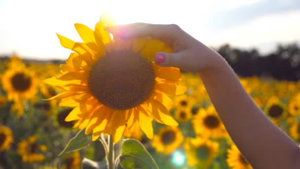 Рука девушки ласкает желтый цветок на лугу в солнечный день. Женская рука трогает красивый подсолнух в поле с солнечной вспышкой на заднем плане. Летняя концепция. Закрыть Медленное движение — стоковое видео
