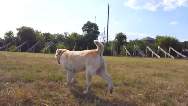 Follow to labrador or golden retriever jogging on the meadow and wagging tail. Beautiful dog walking on the lawn and enjoying nature on a sunny day. Summer landscape at background. Side view Slow mo — Stock Video