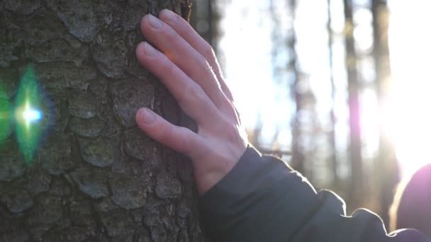 Nahaufnahme einer männlichen Hand, die an einem sonnigen Tag einen Baumstamm im Wald berührt. junger Mann streicht mit Sonnenlicht im Hintergrund über eine Kiefernrinde. Konzept des Umweltschutzes. Zeitlupe — Stockvideo