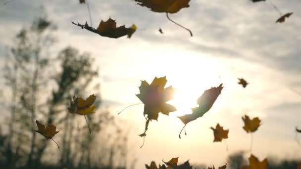 Yellow leaves falling in autumn park and sun shining through it. Beautiful landscape background. Colorful fall season. Slow motion Close up — Stock Video