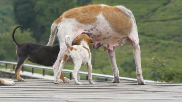 Крупним планом бродячий собака годує своїх маленьких цуценят молоком на відкритому повітрі. Милі безпритульні дитинчата смокчуть груди своєї матері на природі. Догляд і любляча концепція тварин — стокове відео