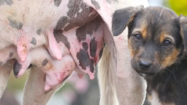 Primer plano de lindo cachorro sin hogar chupando el pecho de su madre al aire libre. Perro callejero alimentando a su pequeño cachorro hambriento con leche en la mañana. Concepto cariñoso y amoroso de los animales — Vídeos de Stock