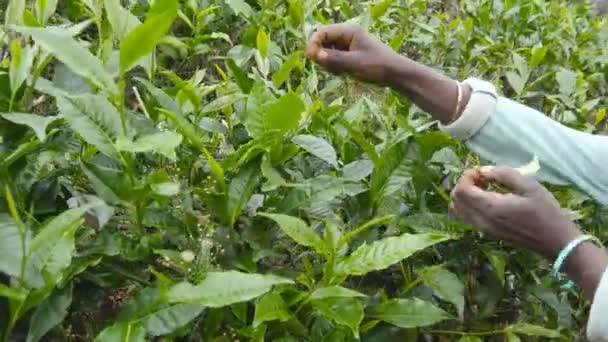 Las manos femeninas irreconocibles cosechan té en la plantación en la temporada de primavera. Mujer india local recogiendo hojas frescas de arbustos verdes en la granja. Hermoso paisaje. Vista lateral Primer plano — Vídeo de stock