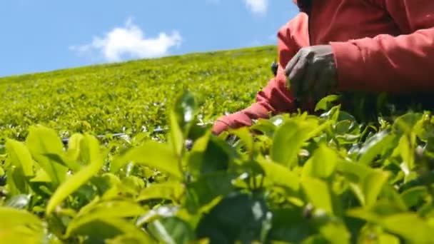 Primer plano de manos indias irreconocibles de té de la cosecha de la mujer en la plantación en el día soleado en la temporada de primavera. Trabajadora local recogiendo hojas frescas de arbustos verdes en las tierras altas. Vista de ángulo bajo — Vídeos de Stock