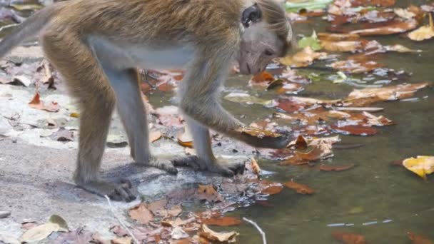 Дика мавпа бере опале листя з річки в національному парку і з великим інтересом дивиться на них. Мила маленька макака сидить біля води озера і грає. Вид збоку Крупним планом — стокове відео