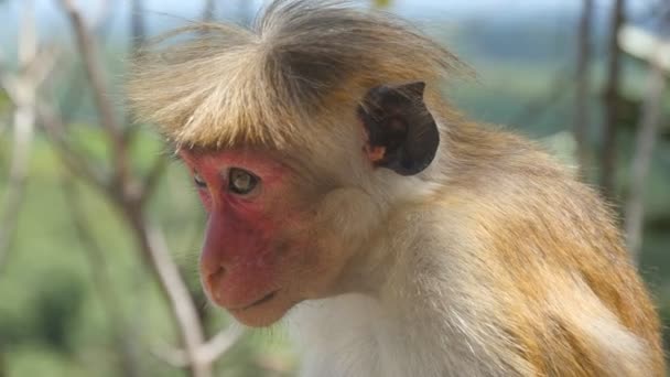 Primer plano de mono divertido lindo sentado en el parque tropical en el día soleado. Pequeño macaco salvaje descansando en la selva tropical. Paisaje de naturaleza borrosa en el fondo — Vídeo de stock