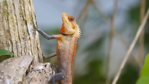 Vue latérale de beau petit lézard debout immobile sur le tronc d'arbre dans le parc national. Gecko orange dans la forêt tropicale humide. Gros plan 