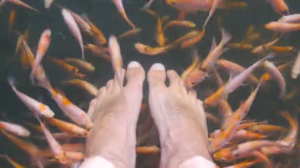 Gros plan de nombreux poissons tropicaux mangeant de la peau morte et nettoyant les pattes masculines dans un aquarium. Pieds de jeune homme dans l'eau avec petit garra rufa. Traitement spa exotique. Point de vue — Video